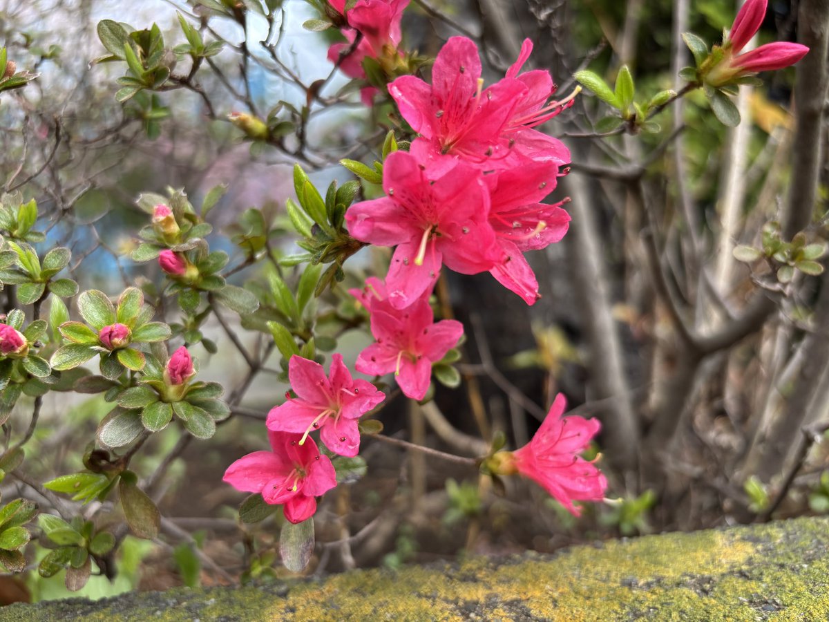 すっぱか@PUBG垢 tweet media