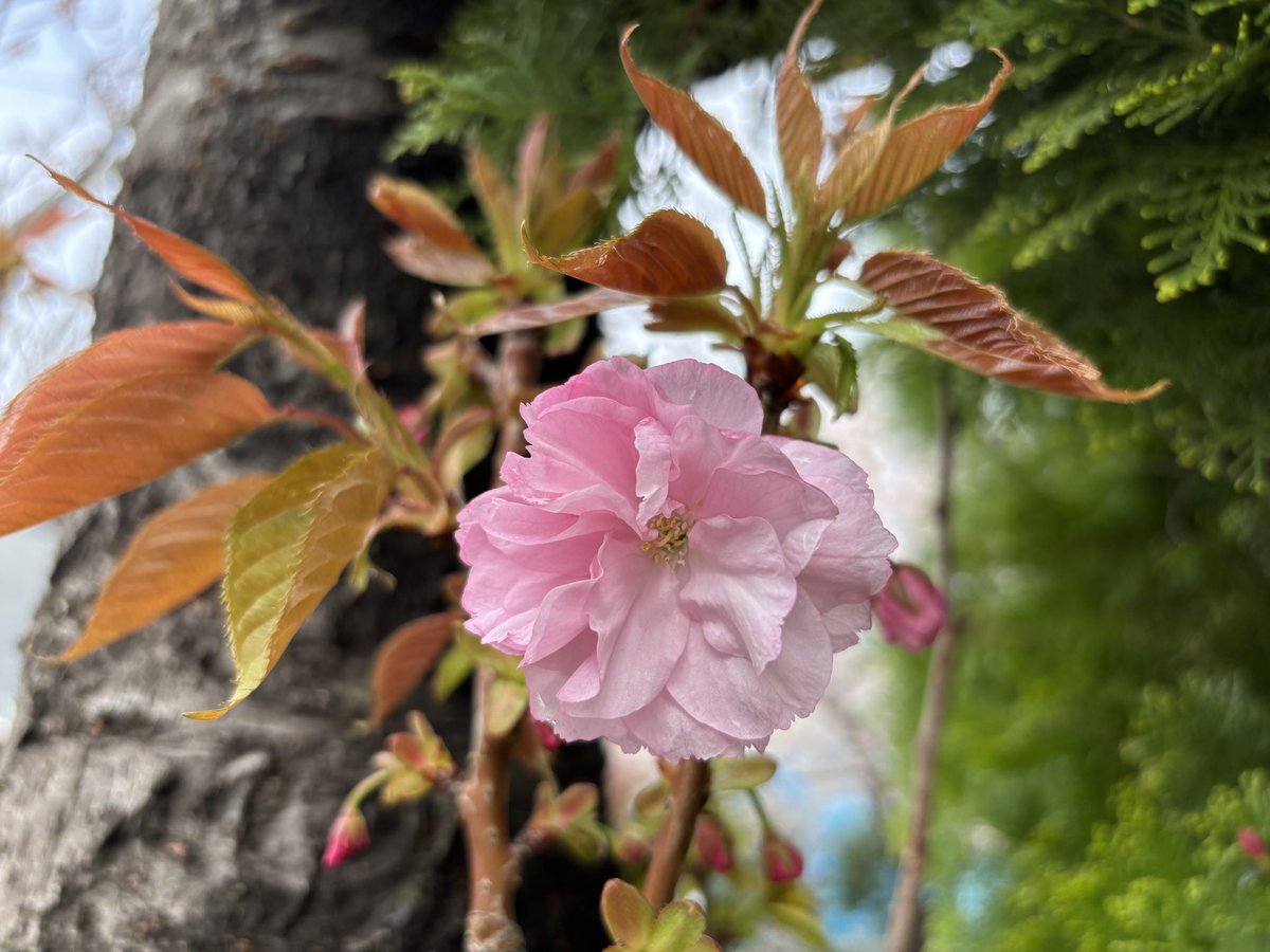 すっぱか@PUBG垢 tweet media