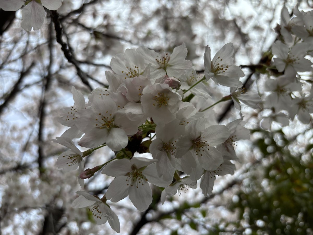 すっぱか@PUBG垢 tweet media