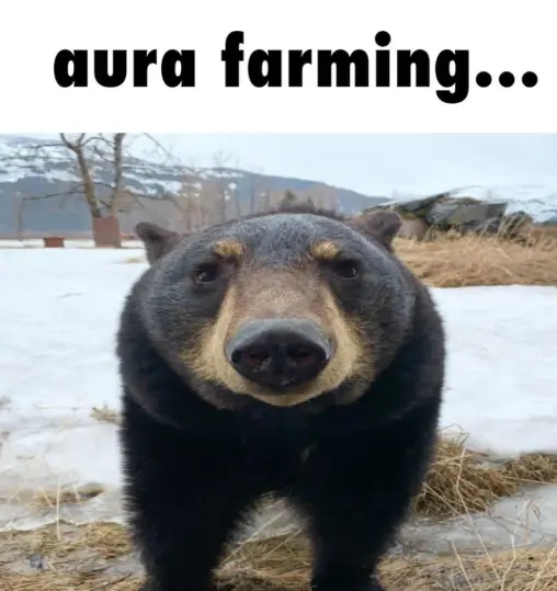 BearyDales tweet media