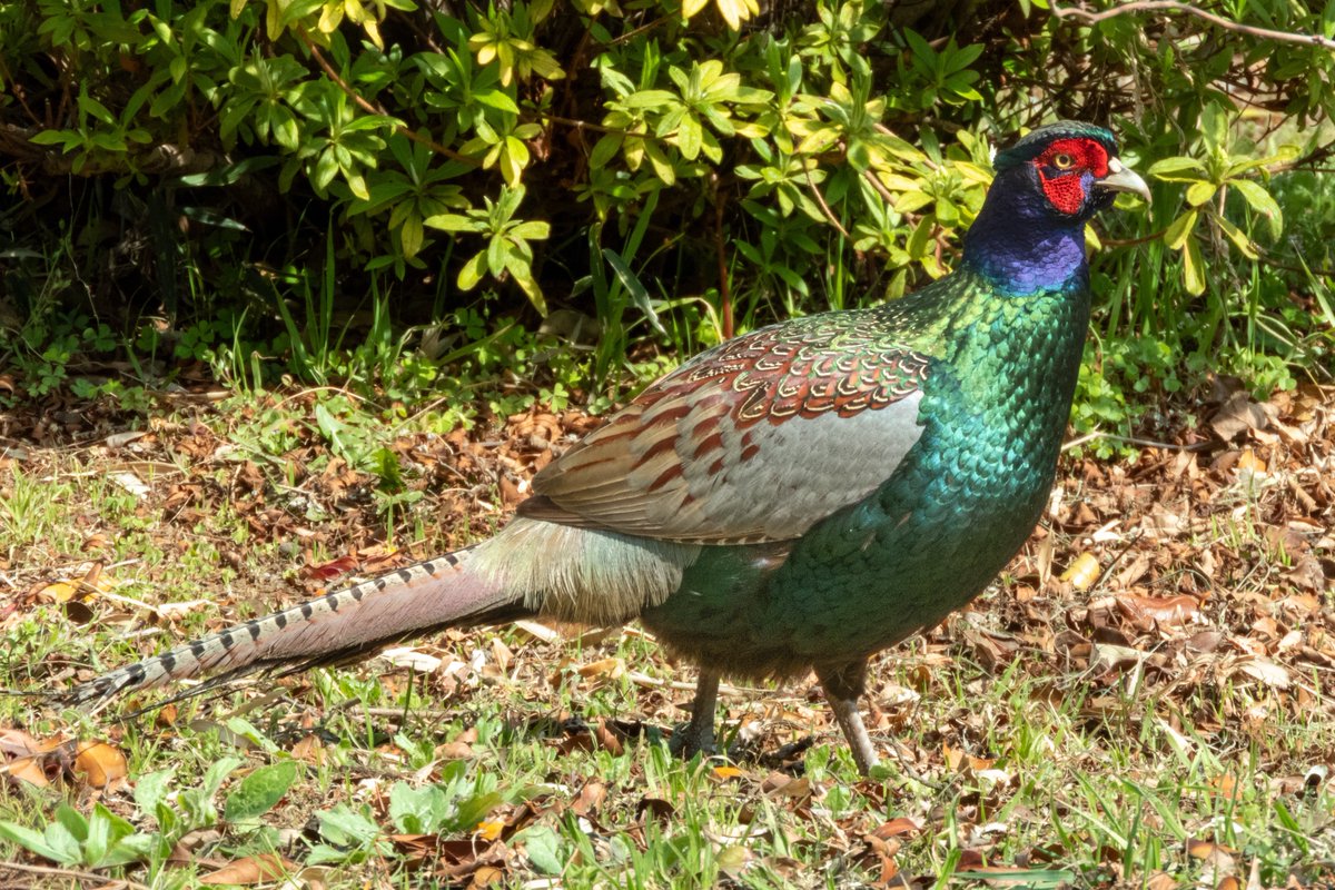 Amberhawk tweet media