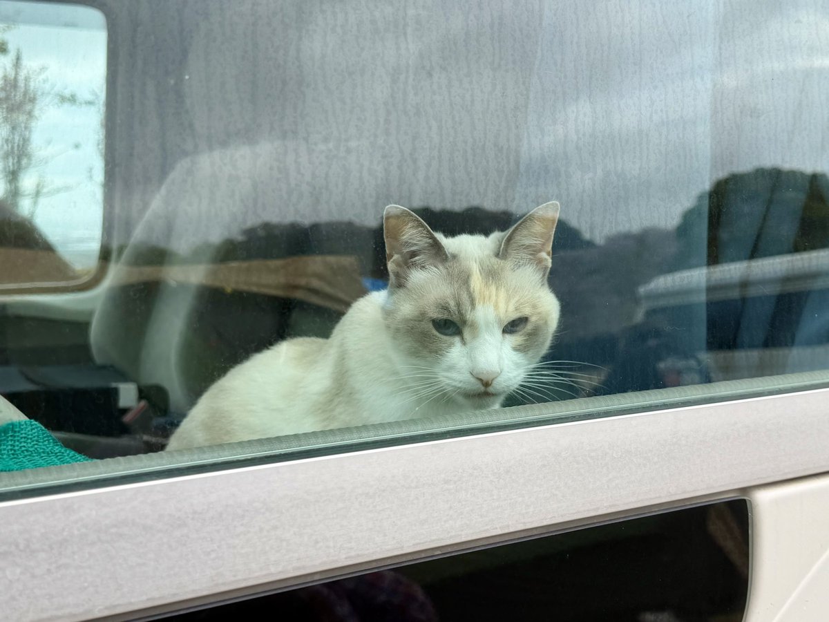 おでかけ部なかじ🚌キャンピングカーライフ tweet media