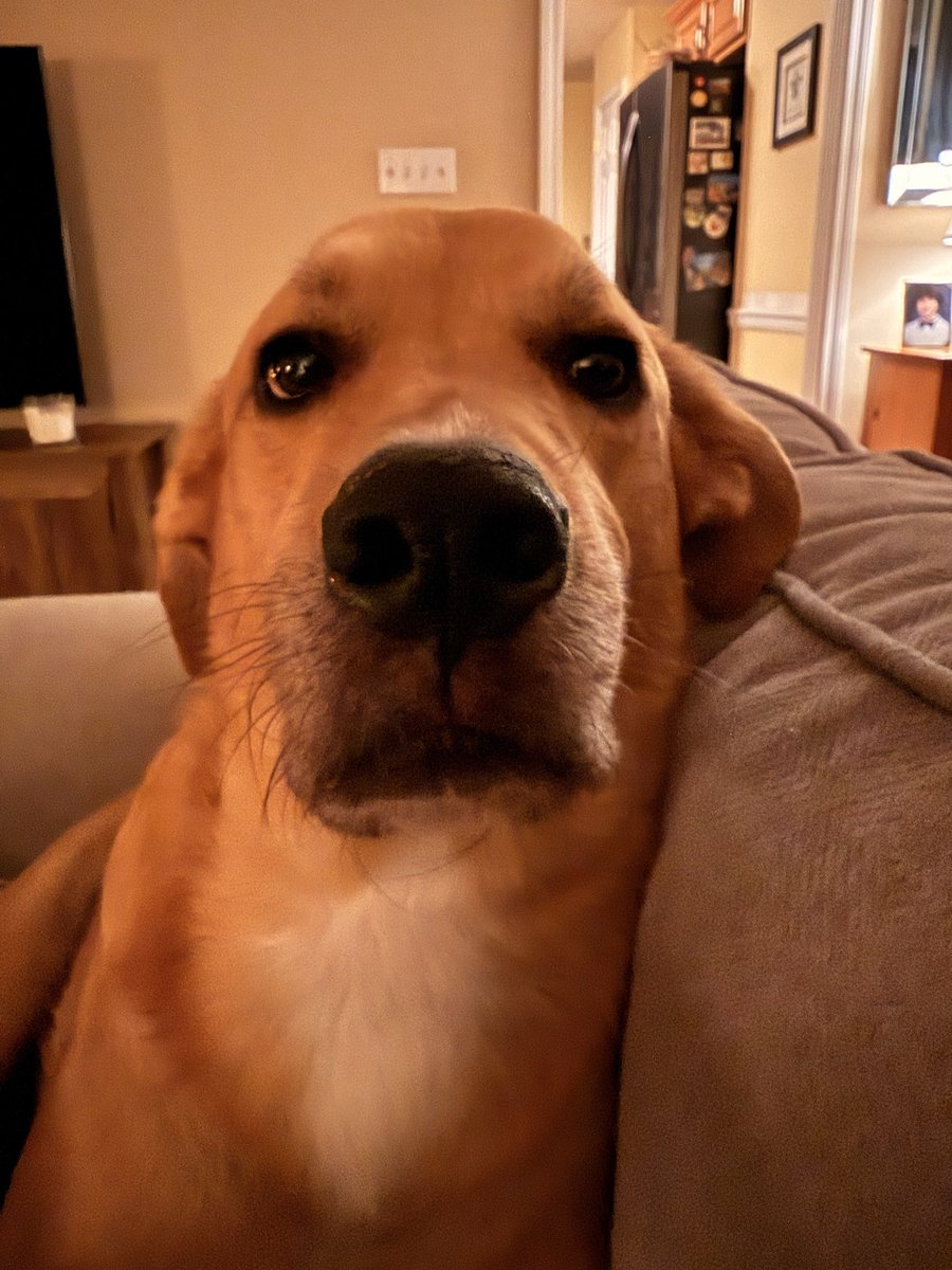 Royalobsessed tweet media