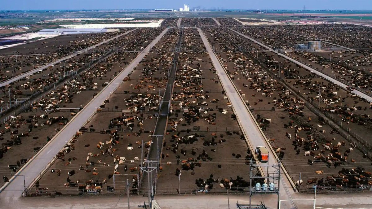 PalmOilDetect's tweet image. From #meat 🥩☠️ to #palmoil 🌴☠️ – #agriculture is the world’s biggest driver of #deforestation and animal #extinction 🐆🦏🔥☠️ As these activities intensify, whole ecosystems could go #extinct. Fight back! #BoycottPalmOil and be #Vegan #Boycott4Wildlife palmoildetectives.com/2021/02/14/how…