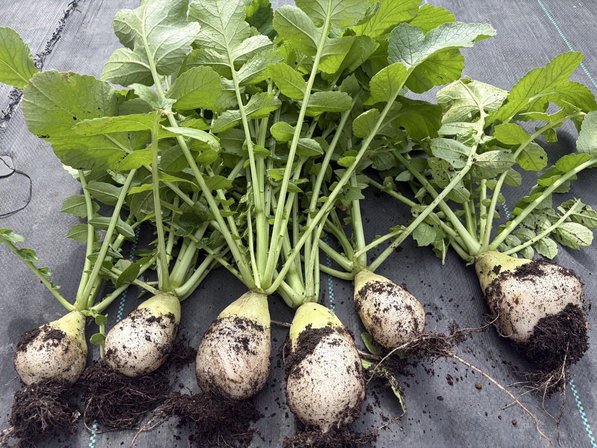 うめぼし tweet media