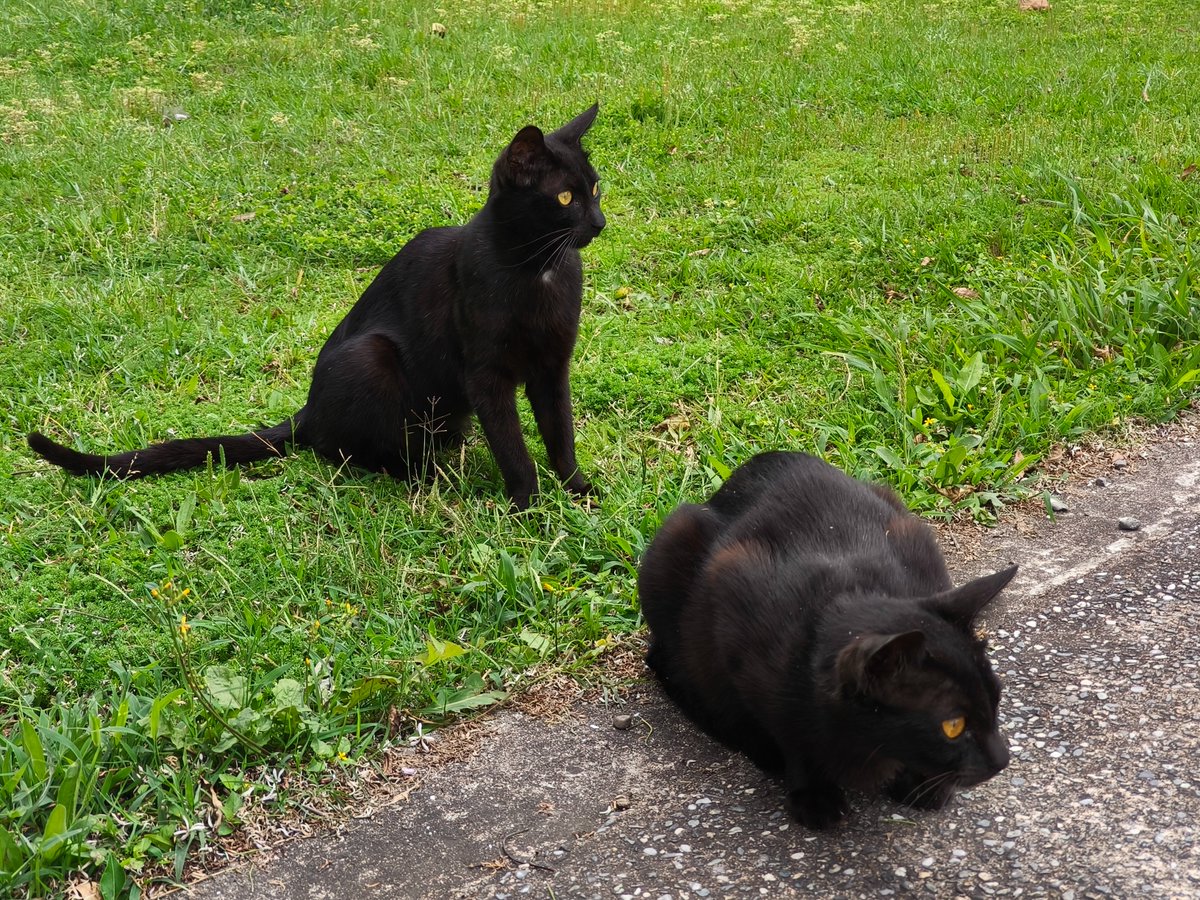 メイリーおばちゃんの日常inTaiwan tweet media