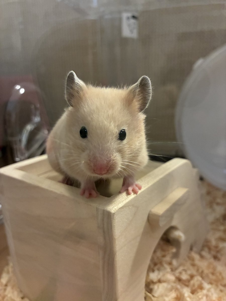 majima56's tweet photo. キンクマハムスター可愛すぎんか🐹 https://t.co/7qmCIToiJK