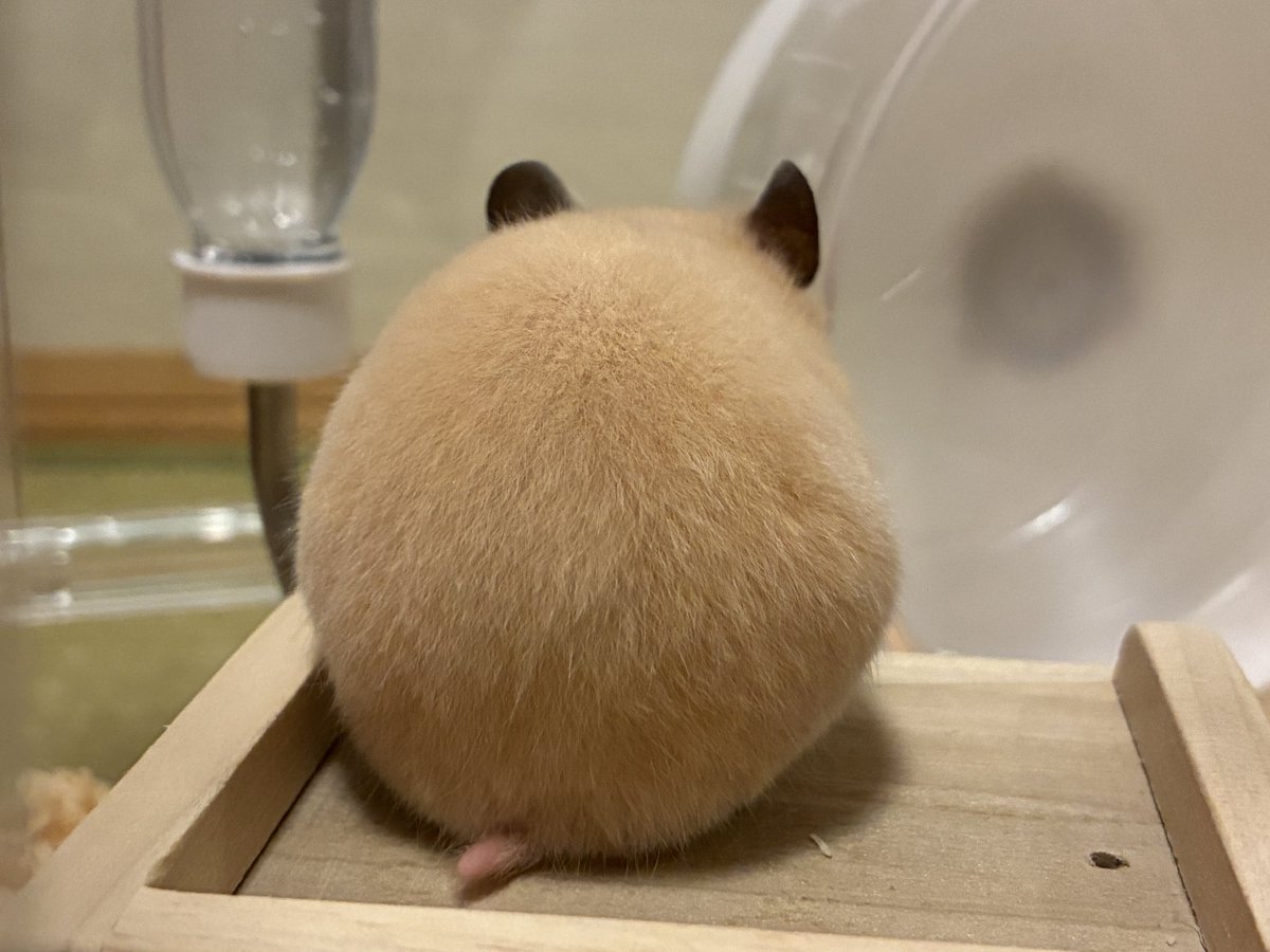 majima56's tweet photo. キンクマハムスター可愛すぎんか🐹 https://t.co/7qmCIToiJK