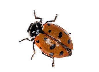 ¿ᥣіᥱ!🍎 tweet media