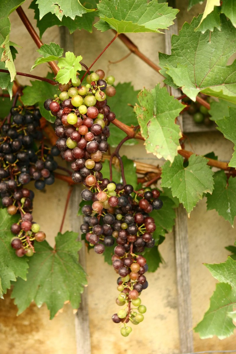 Ulisses Soares tweet media