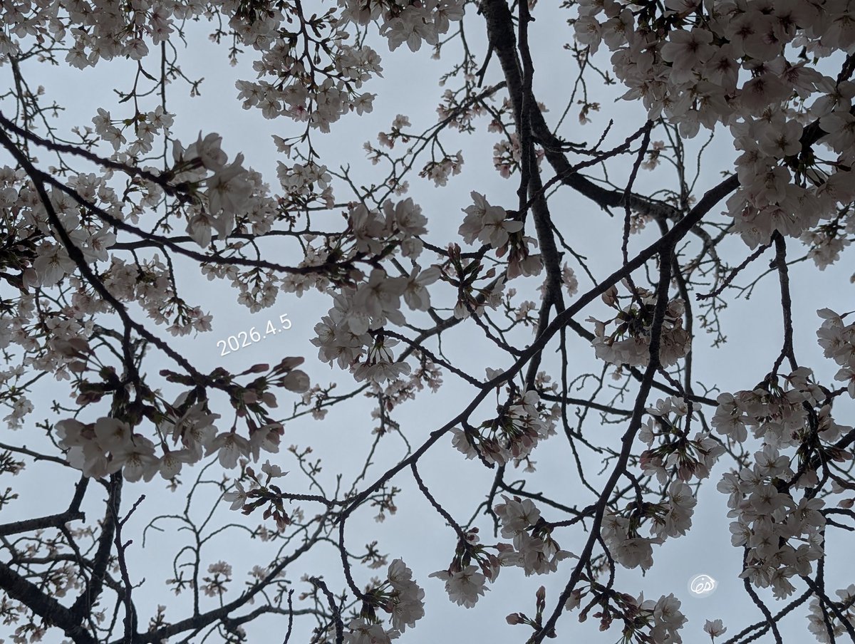 eri_na311's tweet photo. 📷️ 曇り空桜 2026.4.5 🌸🌫️
 #桜 #花 #今日空 https://t.co/OjGOOCneBm