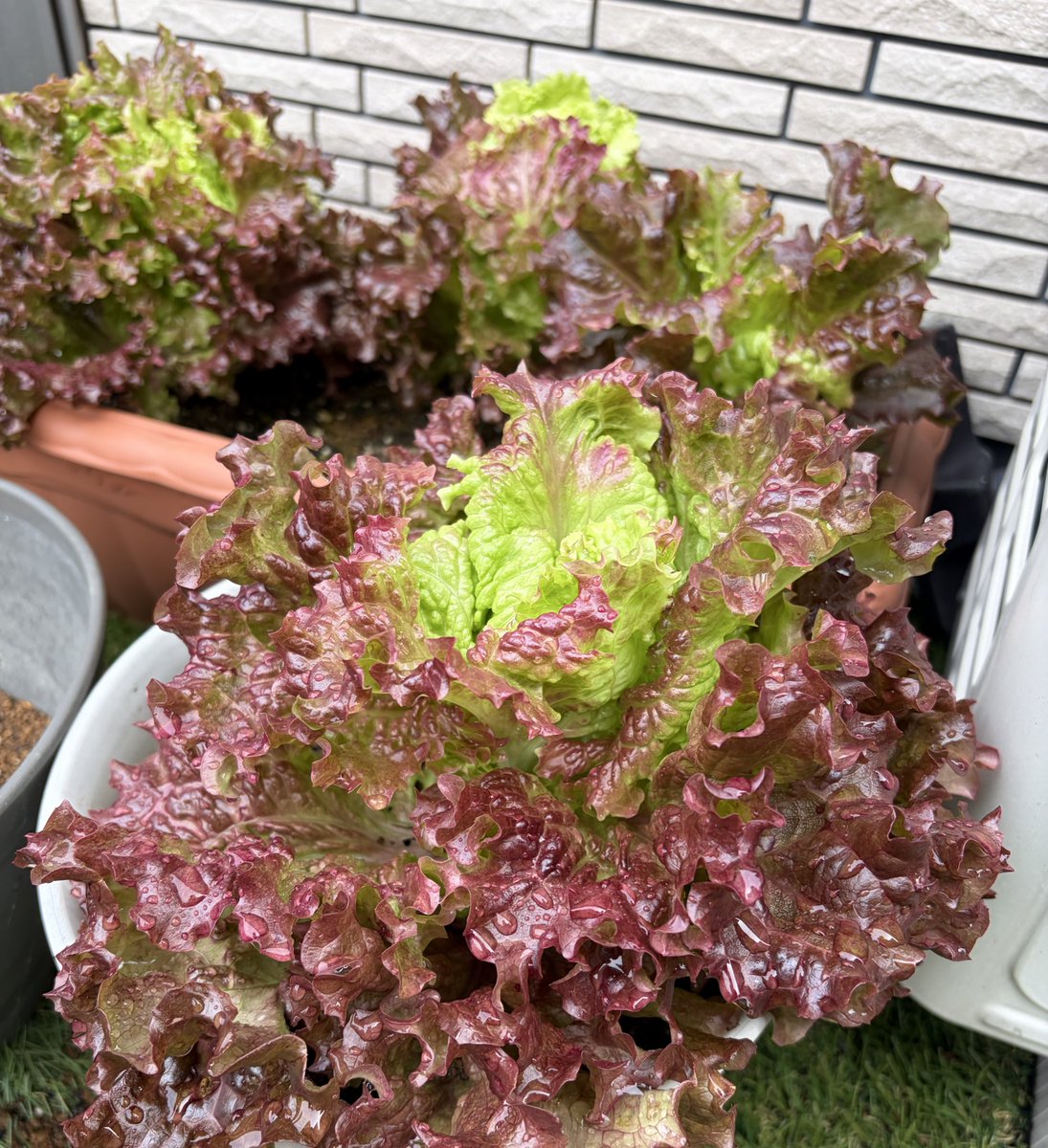 hayashimon🤖賞金バイブコーディング 🤖 tweet media