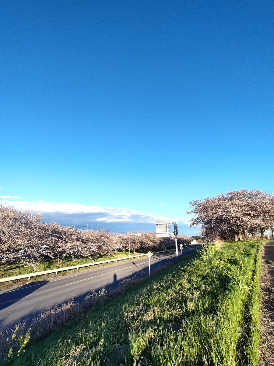 greencorebando's tweet photo. おはようございます！
今日の坂東市の天気は曇り☁

境大橋付近の桜を撮ってきました✨
とても綺麗です🌸
今日は近くの関宿城さくらまつりの最終日！
風も少ないので、是非行ってみて下さい☺
#企業公式が毎朝地元の天気を言い合う
#さくら　#花見　#茨城県 https://t.co/7D8UmTvUKG