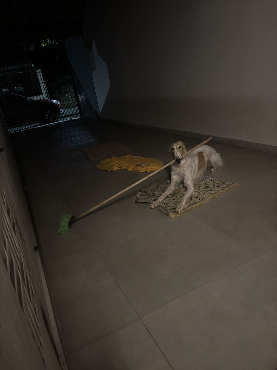 Borzoi Charts 📁 tweet media