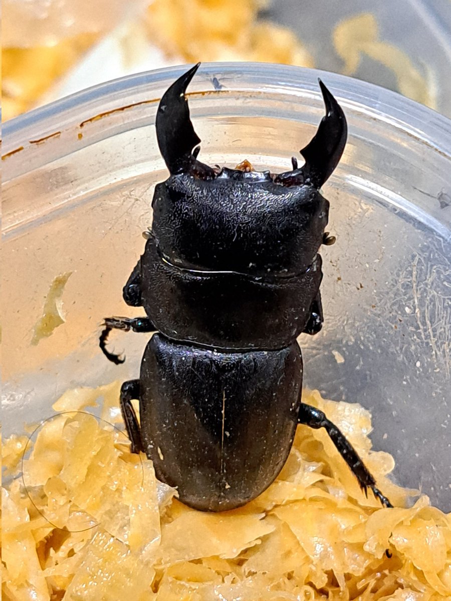 くりさん tweet media