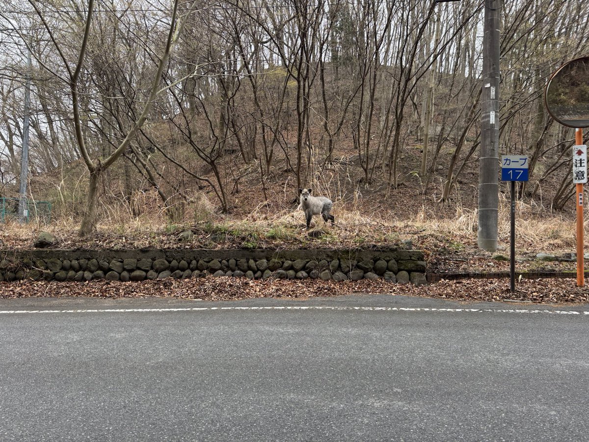 こたゆず⛰️🚙🤖 tweet media