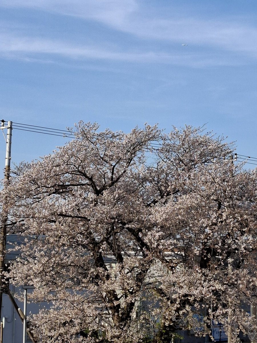 うさこ🐰 tweet media