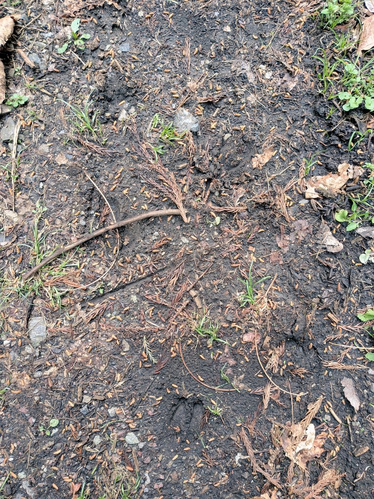 詩花羽なぬの 博物マニア４/１１、１２ tweet media