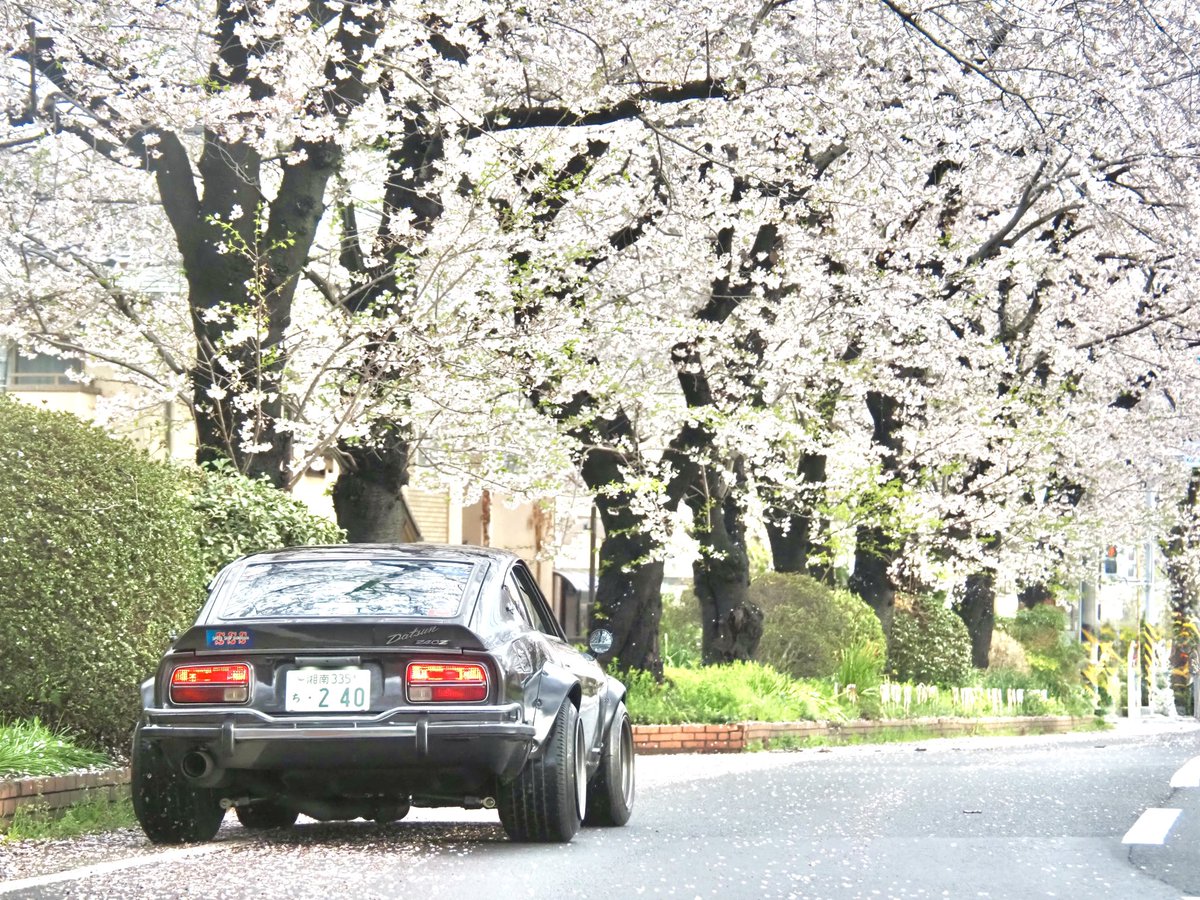 yasaimeijin0240's tweet image. 今朝はご近所ドライブ。🚗
桜🌸も終盤です。
#s30z #240z #桜
