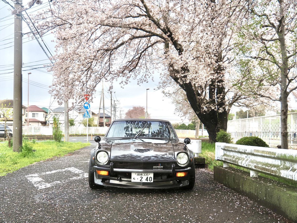 yasaimeijin0240's tweet image. 今朝はご近所ドライブ。🚗
桜🌸も終盤です。
#s30z #240z #桜