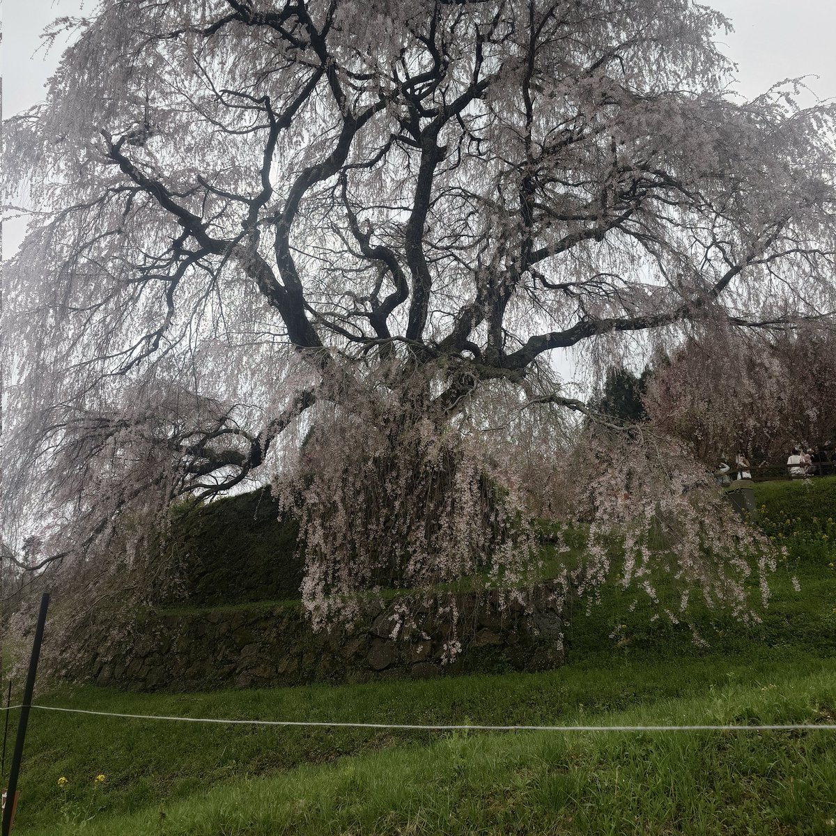 ma9@ぐでたま旦那 tweet media