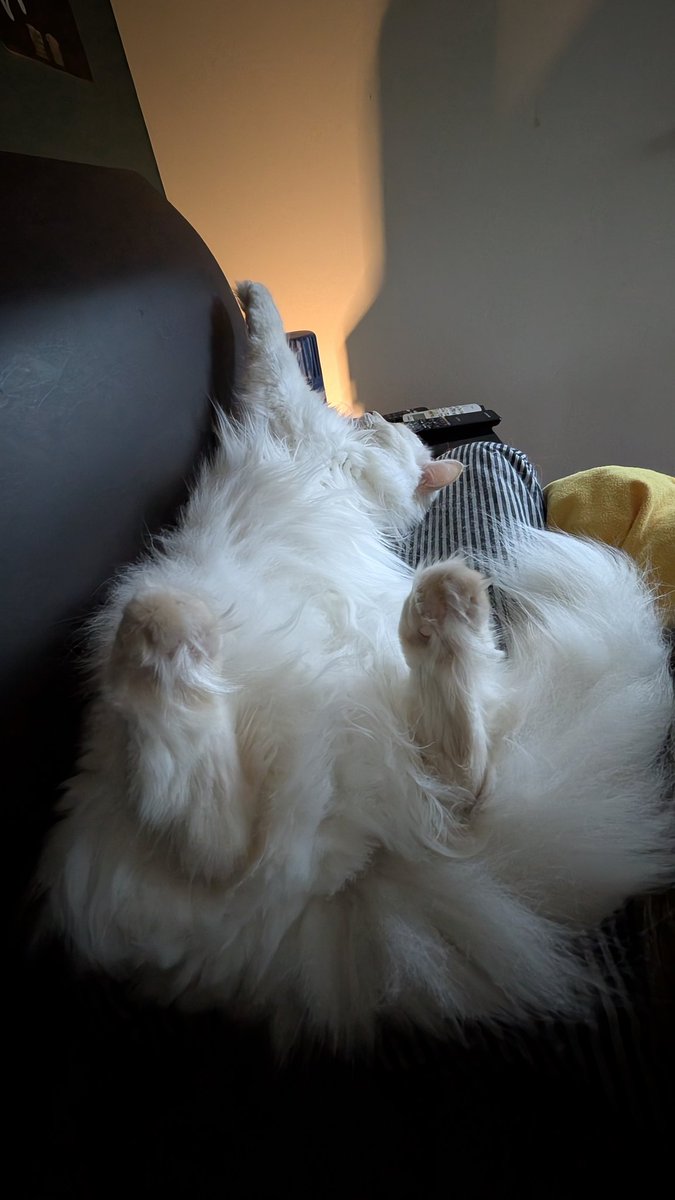 磯山 Ｑ太郎 tweet media