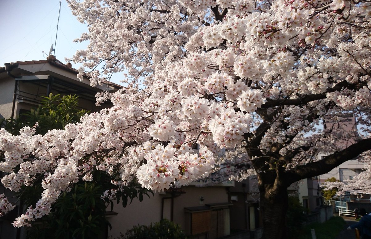 グレイ・ヨッシー tweet media