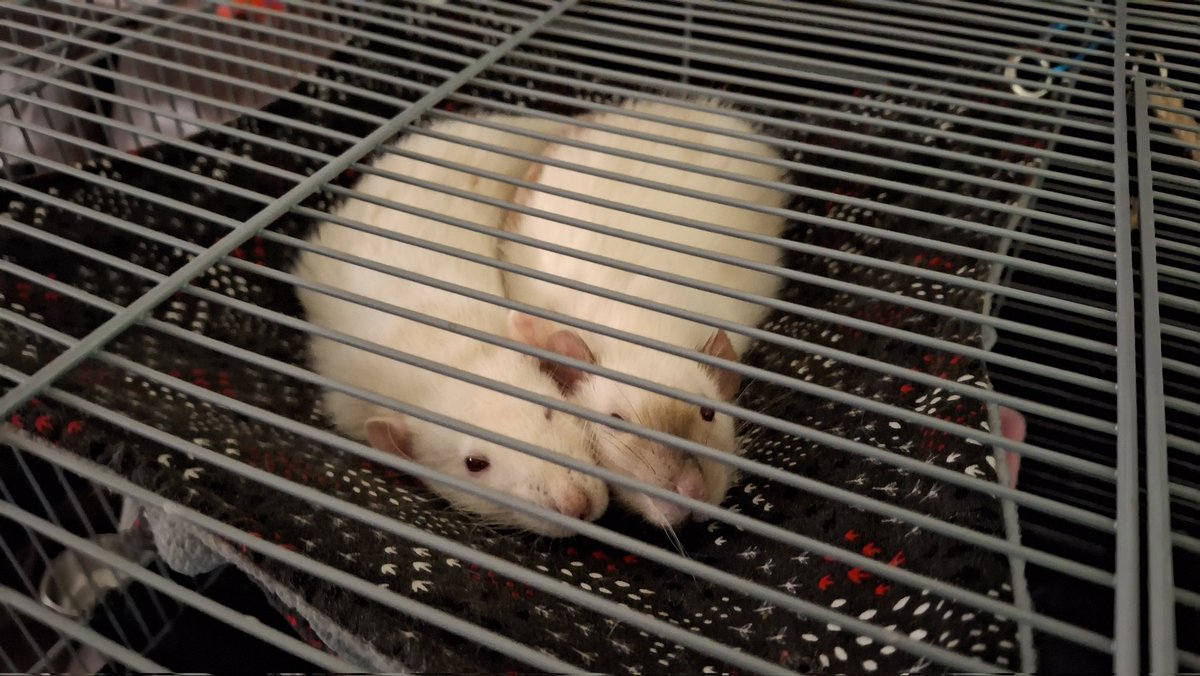 Shindekitty tweet media