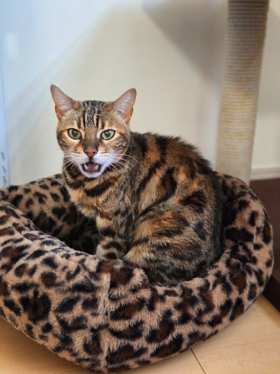 まおすけ tweet media