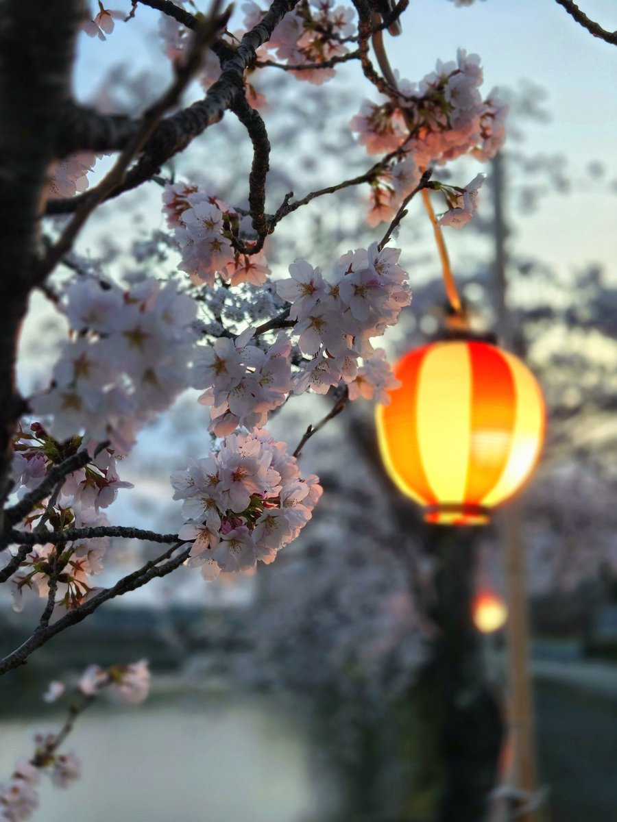 まおすけ tweet media