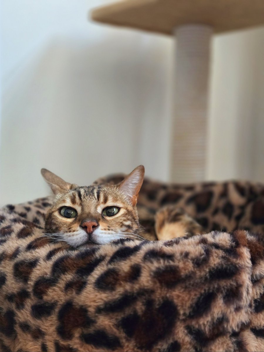 まおすけ tweet media