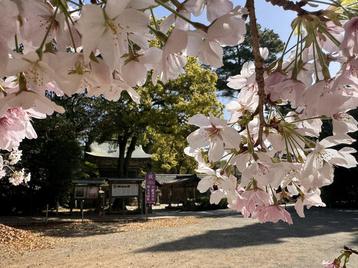 #お花見日和
#櫻井神社
