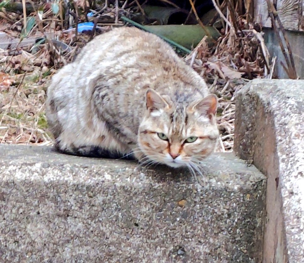 To.t(たあと)🧶🏺編み物と粘土 tweet media