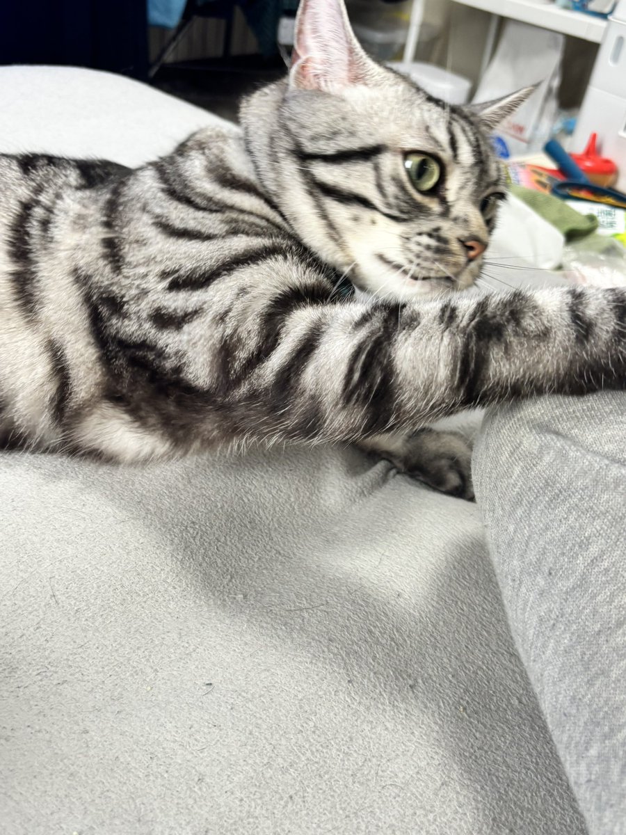 sugisansan tweet media