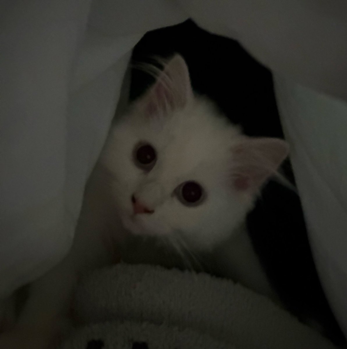 るあ(サイベリアン) tweet media