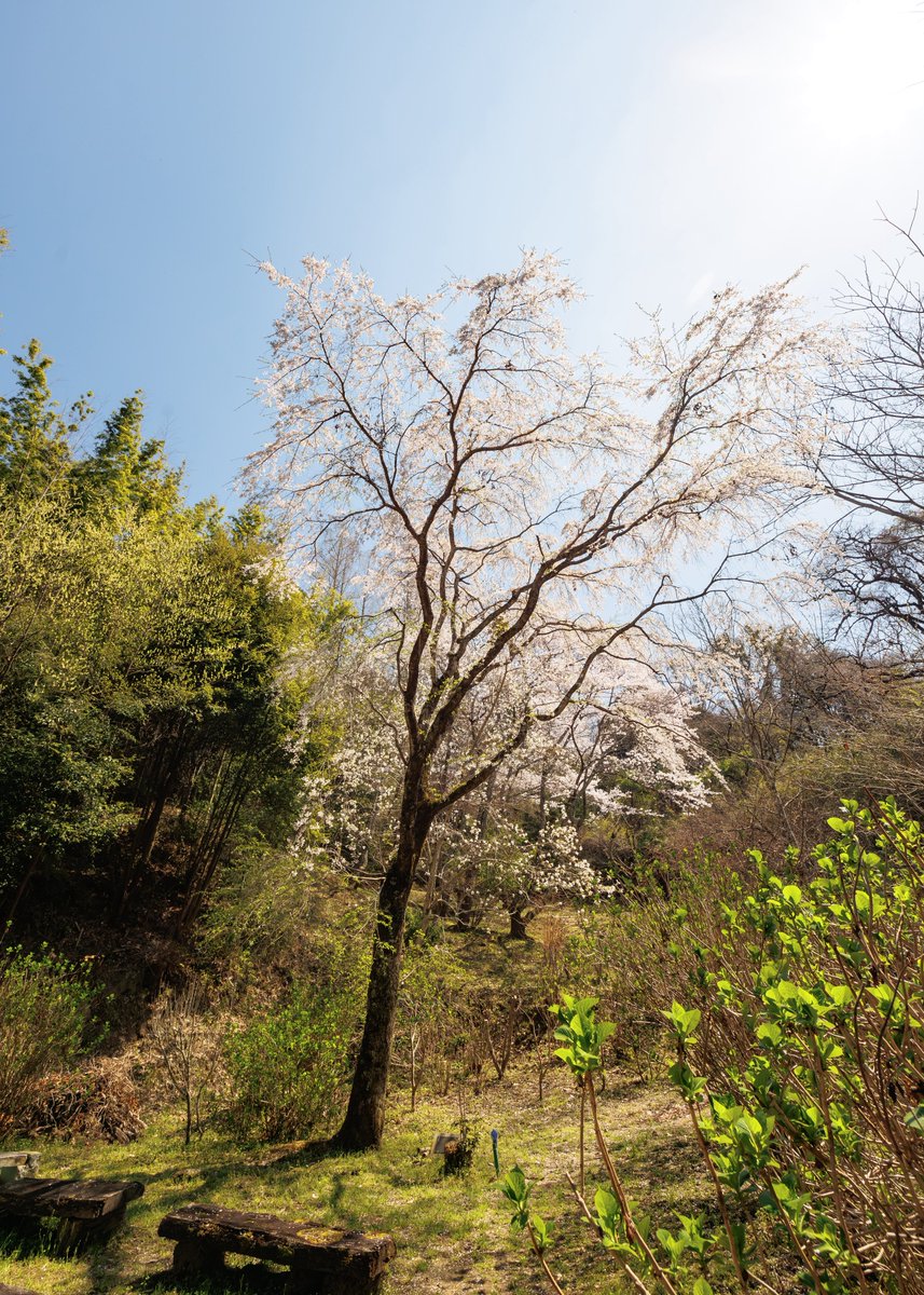 雨上がりで境内が輝いております✨
ミツバツツジなどの花が見頃を迎えております☺️

【お知らせ】

秘仏特別公開（如意輪観音、弁財天、羅刹天）

4月1日（水）〜5月31日（日）

三重塔初層特別開扉

4月25日（土）〜5月6日（水）

HPにて季節運行バス🚌情報掲載

＃岩船寺
＃gansenji