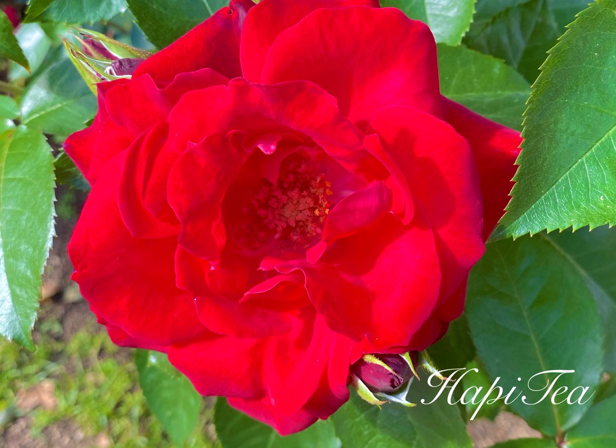 HapiTea(ハピティー) tweet media