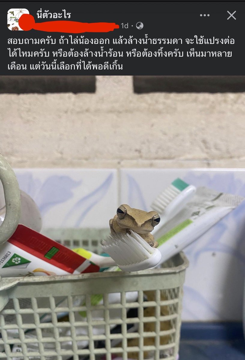 🐔White chicken🐔on pink background tweet media