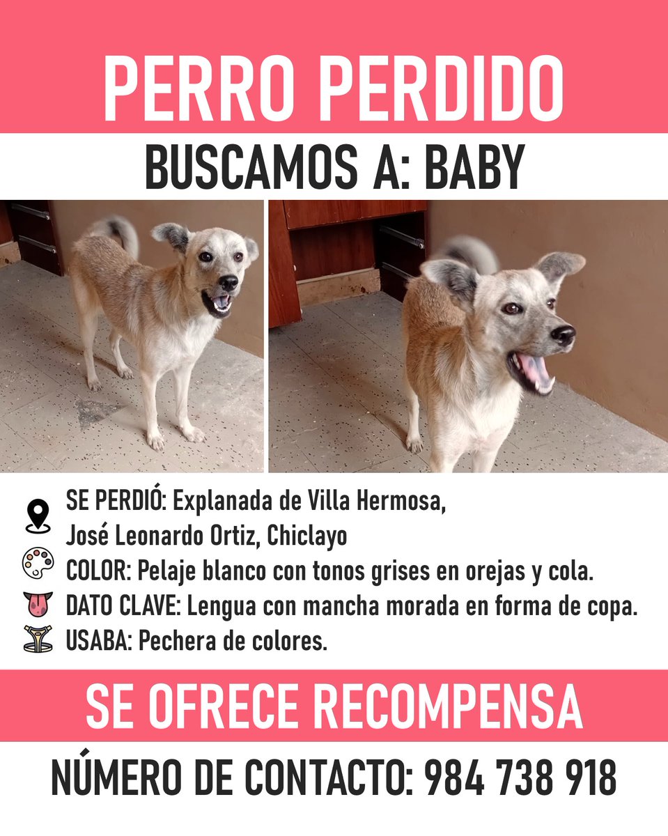 incondic_peru's tweet image. #URGENTE
#BABY ESTA PERDIDA!
Se extravío en la explanada de Villa Hermosa José Leonardo Ortiz, #Chiclayo. Ayuda a compartir este post para que la búsqueda de Baby tenga más alcance. 
Contacto: 984 738 918