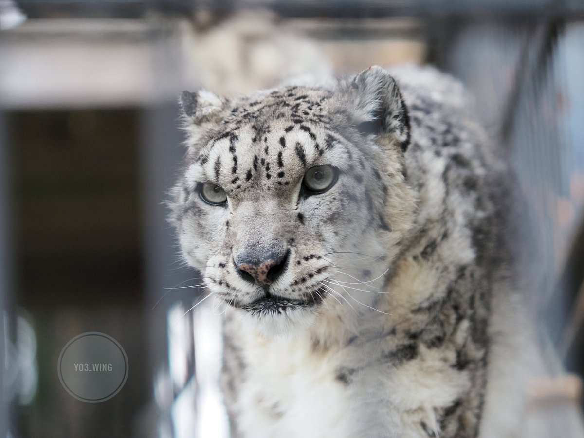 yo3_wing's tweet image. 去年の今頃…
懐かしのリーベさんでおはようございます🌈　
Have a nice day✨　

#浜松市動物園 
#ユキヒョウ 
#snowleopard