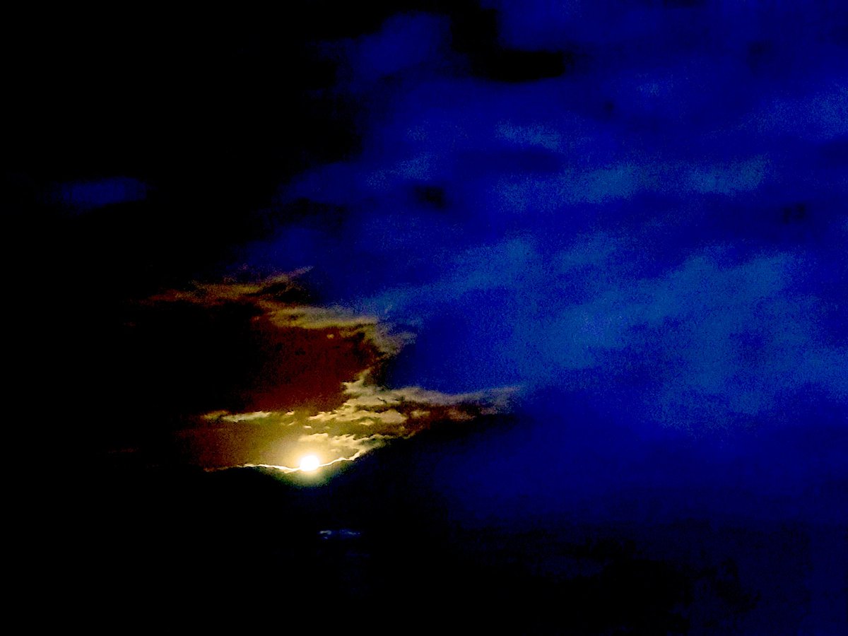 Laetitia Portal tweet media