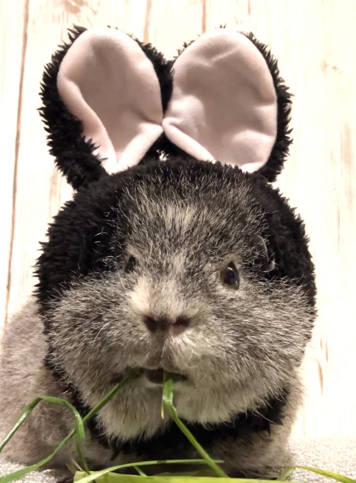 かよなりあとポポロさん tweet media