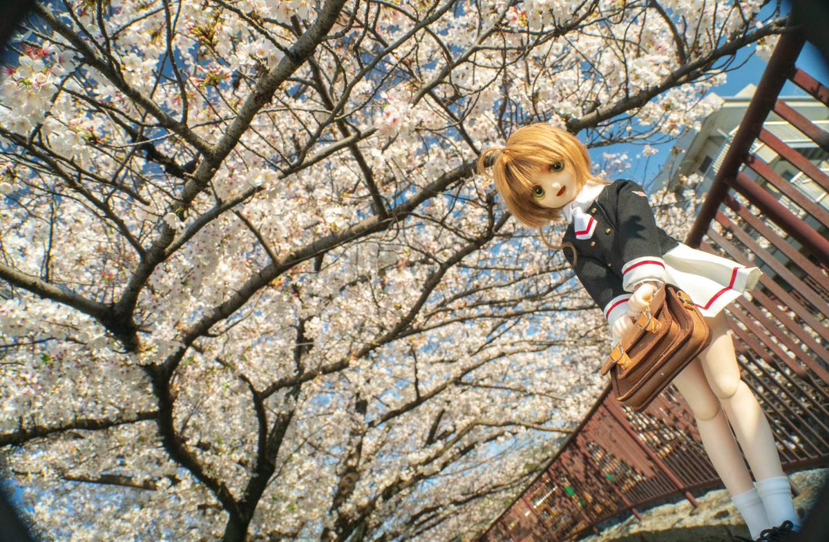 本当は今日の晴れで最後の桜吹雪くらいは期待できたんですが、
この数日の雨風で全部台無しにされちゃいました(´•ω•̥`)