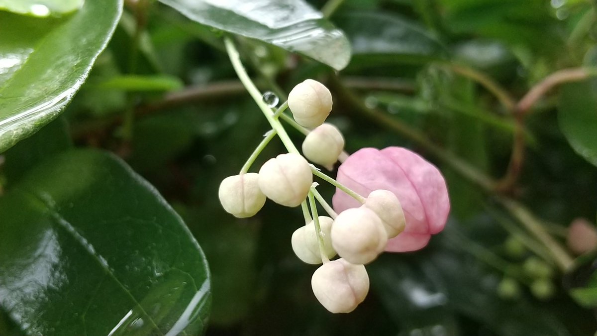 アケビのなんとも素敵なこと❗️