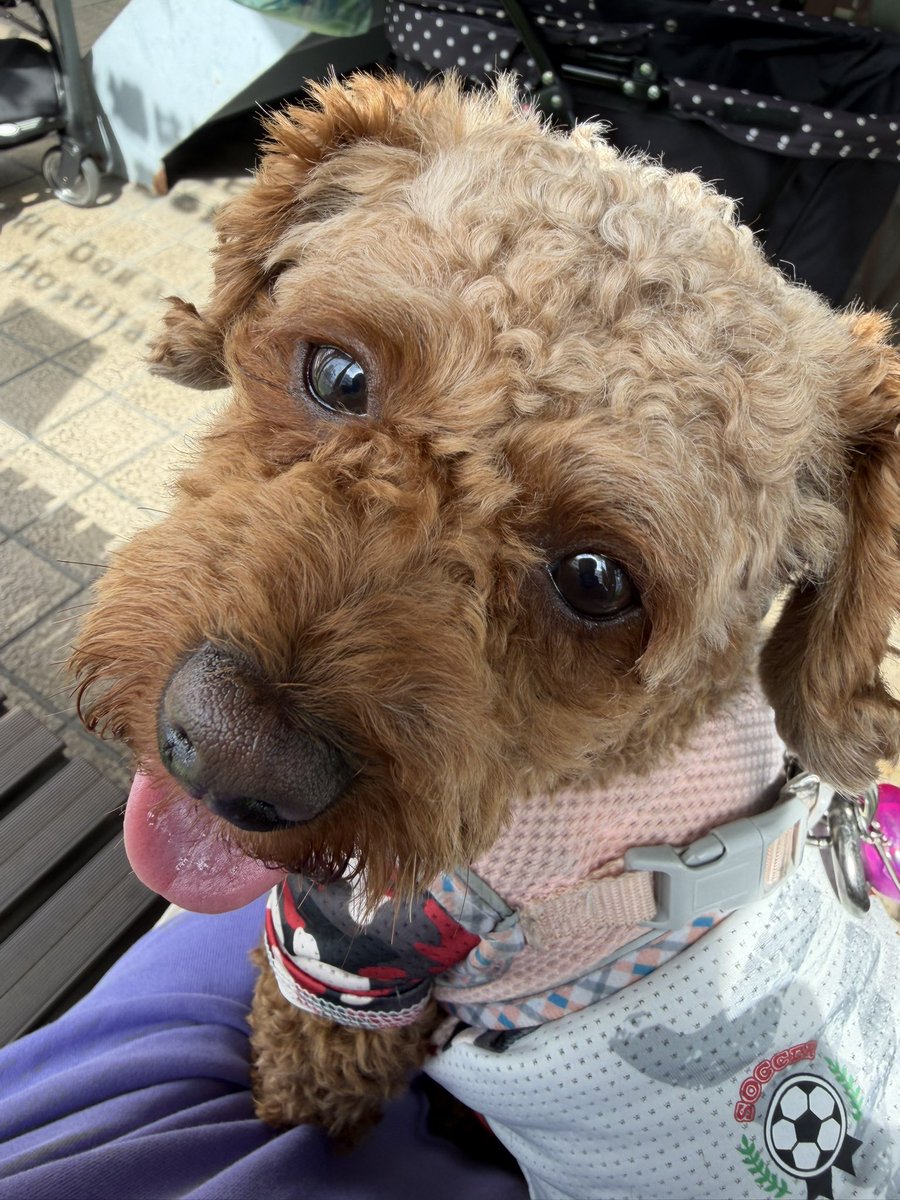 みいすけ🐶🐾🌸🚺双極性障害25年目・二型糖尿病20年目・聴覚過敏25年目 tweet media