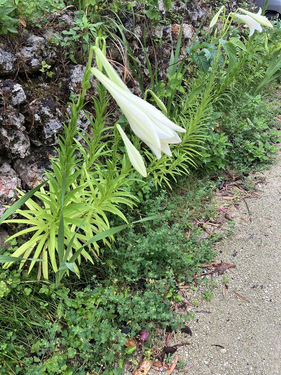 竹富島の雑貨屋🏝若竹丸⛴ tweet media