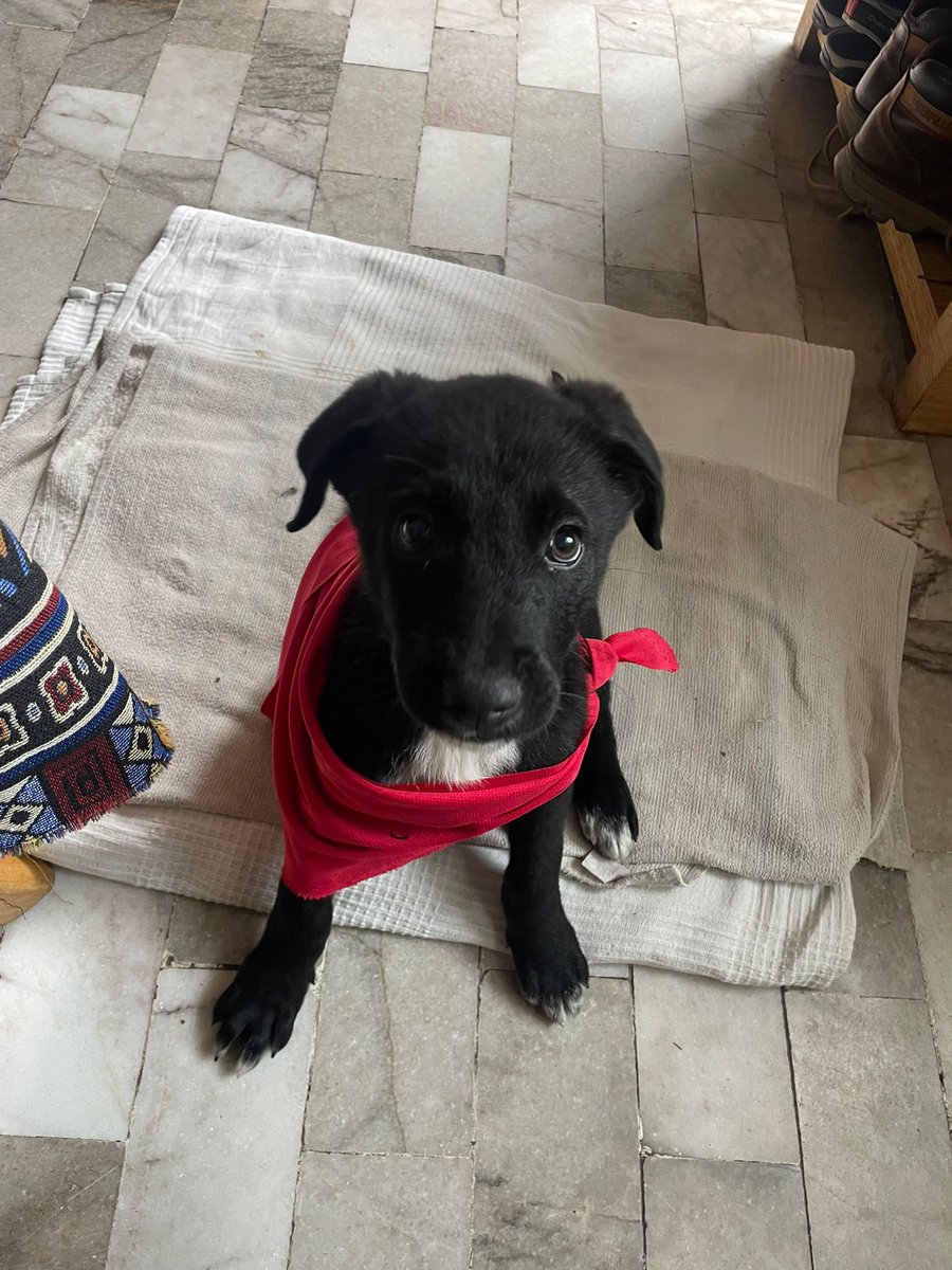 Brunilda sigue buscando una casa bella en la Cdmx. Es una cachorra muy buena y obediente. Y, aunque tiene dientes de tibugón, no muerde 🦈