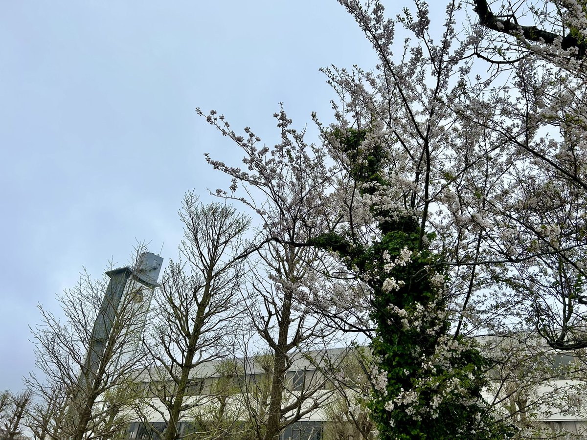 ジェイストアーズ カワイイ×自衛隊 tweet media