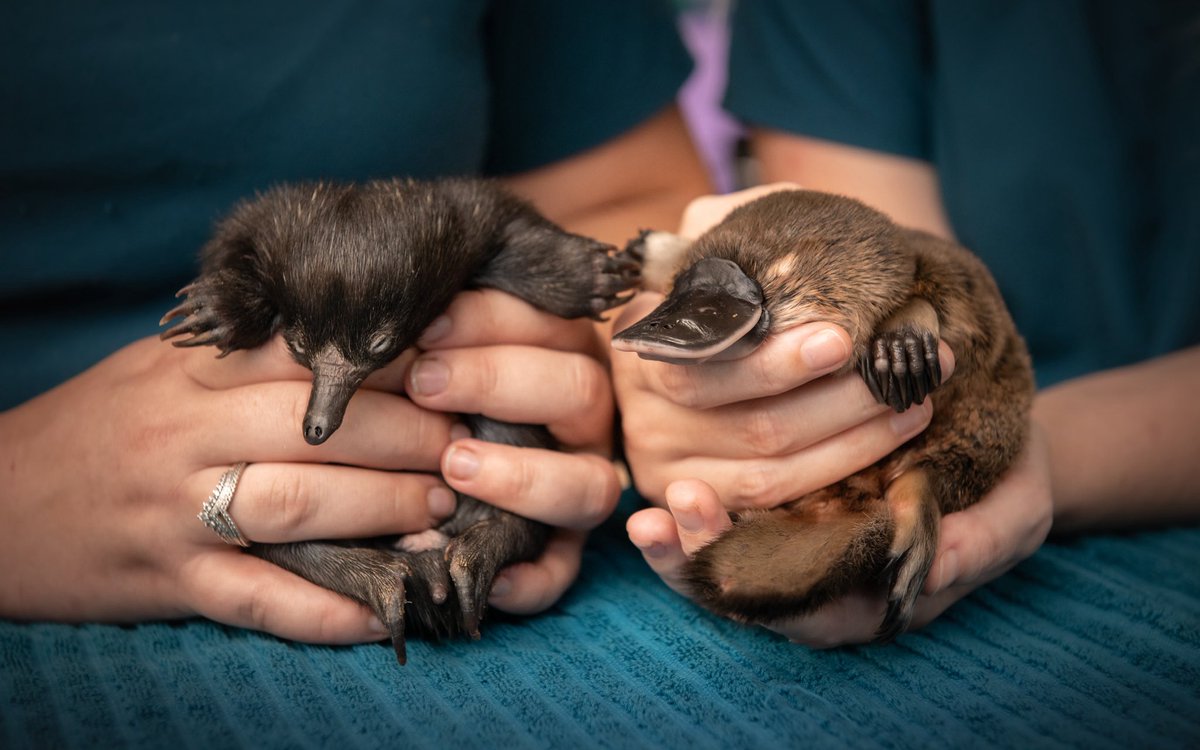 Wildlife Warriors tweet media