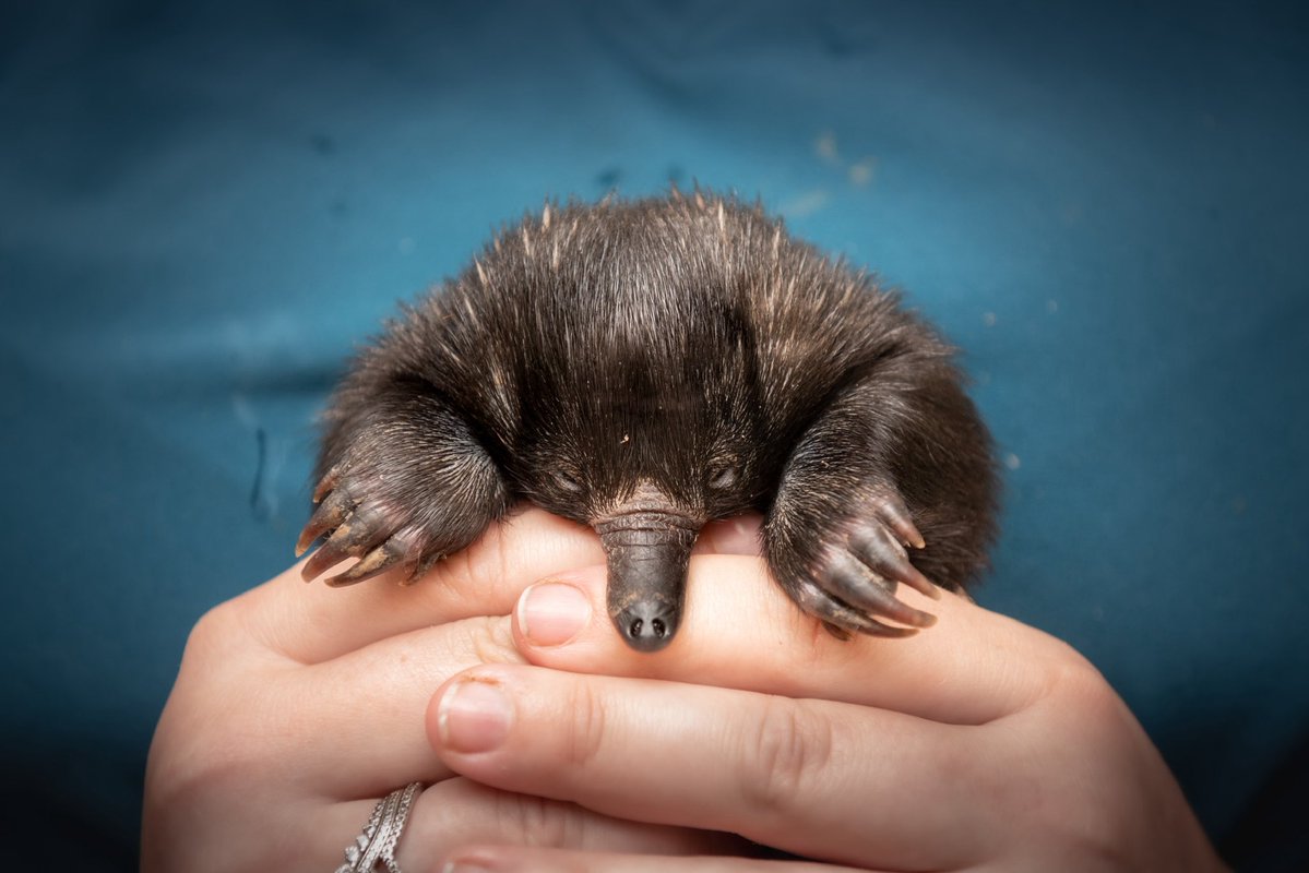 Wildlife Warriors tweet media